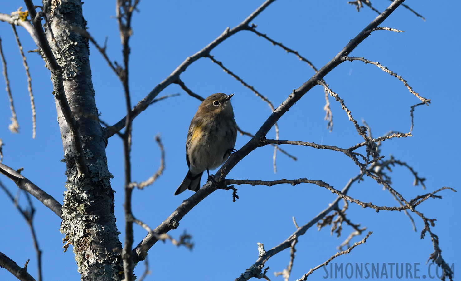 Setophaga coronata coronata [400 mm, 1/3200 Sek. bei f / 8.0, ISO 1600]